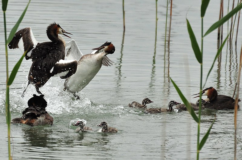 File:Podiceps cristatus - Holzbrücke 2011-06-09 17-21-32.jpg