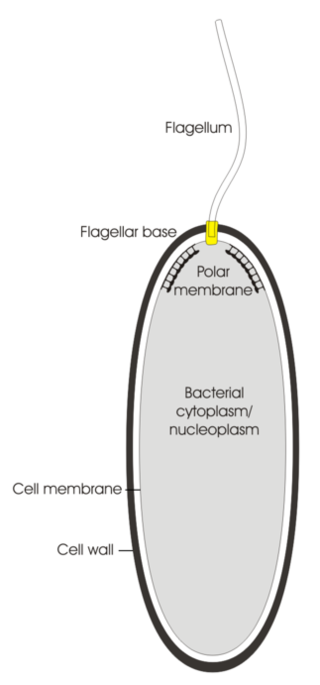 <span class="mw-page-title-main">Polar organelle</span> Structure in cells