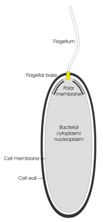 Polar organelle