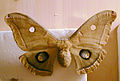 Antheraea Polyphemus moth (debivort)