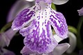 Ponerorchis graminifolia Hirado Is., Nagasaki, Japan Labellum