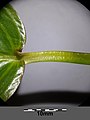 Top side of floating leaf, petiole with a discoloured flexible joint immediately below the lamina