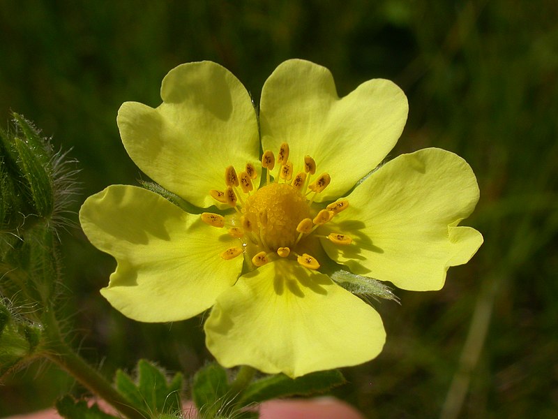 File:Potentilla recta (3727318142).jpg