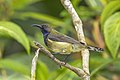 * Nomination Príncipe sunbird (Anabathmis hartlaubii) male --Charlesjsharp 17:12, 14 November 2021 (UTC) * Promotion  Support Good quality. --F. Riedelio 10:53, 18 November 2021 (UTC)