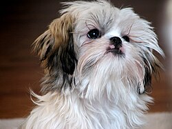 Shih tzu –