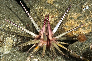 <i>Prionocidaris</i> Genus of sea urchins