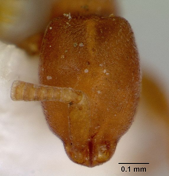 File:Probolomyrmex greavesi casent0172116 head 1.jpg