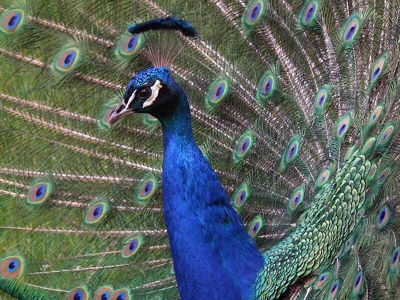 File:Profil männlicher Pfau.JPG