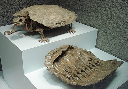 Ископаемые рептилии. Proganochelys quenstedti. Проганохелис черепаха. Триасохелис черепаха. Проганохелис Триас.