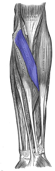 musculus pronator teres