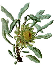 Protea acaulos (as P. glaucophylla) (Paradisus Londinensis 11).jpg