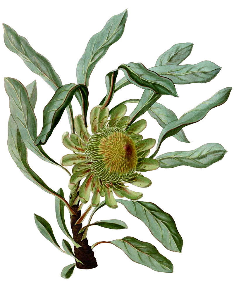 Protea acaulosï¼å¦P. glaucophyllaï¼ï¼Paradisus Londinensis 11ï¼.jpg