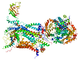 CYC1 Protein-coding gene in the species Homo sapiens