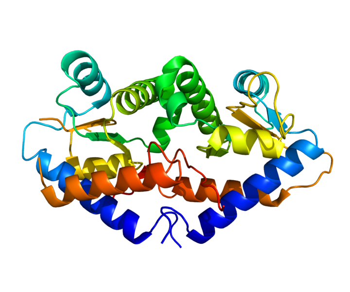 File:Protein GADD45G PDB 2WAL.png