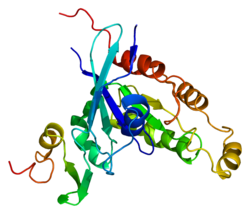 Протеин PAK1 PDB 1e0a.png