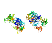 Protein UBA2 PDB 1Y8Q.png