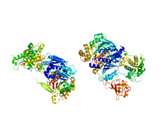 UBA2 Protein-coding gene in the species Homo sapiens