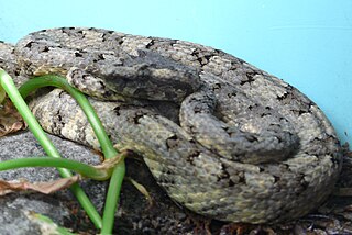 <i>Protobothrops cornutus</i> species of reptile