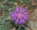 * Nomination Flower of Psephellus simplicicaulis in Dunedin Botanic Garden, Dunedin, New Zealand. --Tournasol7 06:18, 11 May 2019 (UTC) * Promotion That's really good. -- Ikan Kekek 07:18, 11 May 2019 (UTC)