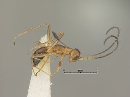 Pseudopezomachus masii