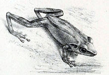 Pseudophilautus stictomerus (Günther 1876) .jpg