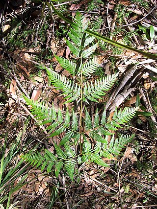 <i>Pteridium esculentum</i> Species of plant