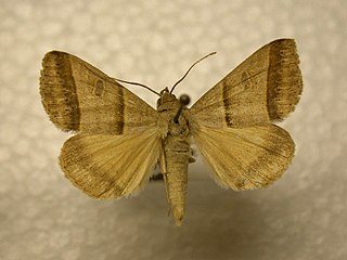 <i>Ptichodis immunis</i> Species of moth