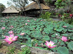 Лотос пруд как часть балийской ландшафтной архитектуры.