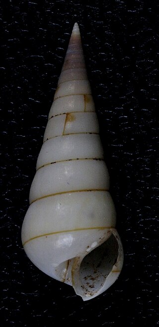 <i>Tropaeas</i> Genus of gastropods