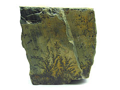 Dendrítico: con forma de hojas de plantas, como en la pirolusita.