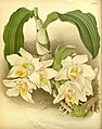 Chysis bractescens Plate 446 in: R.Warner - B.S.Williams: The Orchid Album (1882-1897)