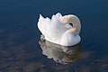 * Nomination Mute swan with the head under its wing, on Pantelimon lake, Romania Andrei Stroe 13:23, 7 February 2023 (UTC) * Promotion  Support Good quality. --Christian Ferrer 18:05, 7 February 2023 (UTC)