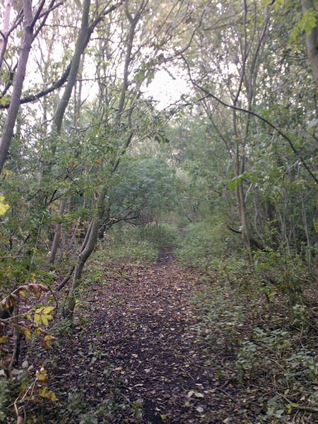 File:Railway Embankment near Stanley - geograph.org.uk - 582370.jpg