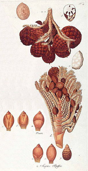 File:Raphia farinifera03a.jpg