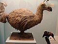 Rekonstruktion des „rätselhaften“ Réunion-Dodos, ausgestellt im Natural History Museum (London, England)
