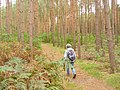 Rauchfangswerder - Waldweg (Woodland Path) - geo.hlipp.de - 42501.jpg