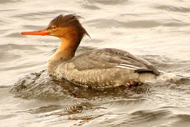 File:Red-breasted Merganser, female, Ottawa.jpg