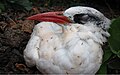 Oiseau tropical à queue rousse envahi par des fourmis folles jaunes.jpg