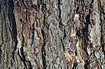 Thumbnail for File:Red Maple Acer rubrum (32-0877-A) Trunk Bark.JPG