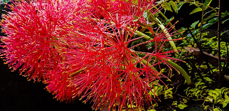 File:Red Mimosa At Summer.jpg