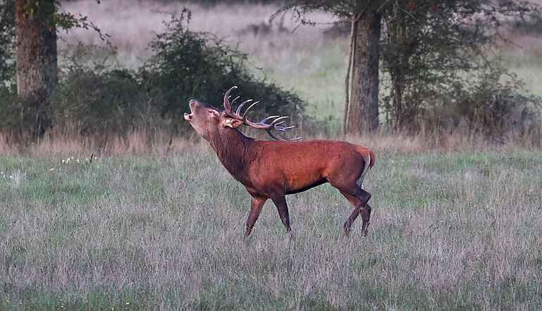 Cerf Elaphe