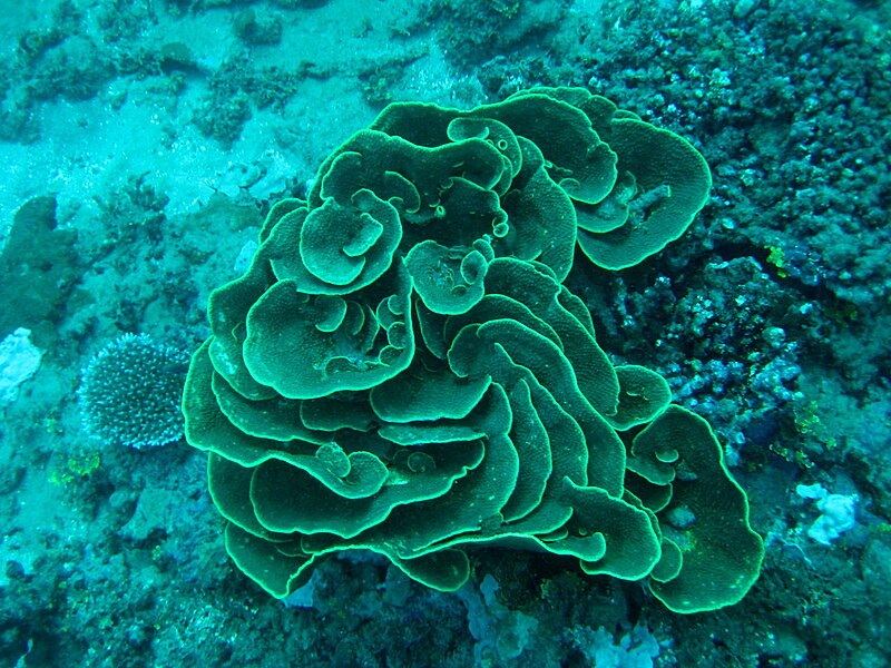 File:Reef2336 - Flickr - NOAA Photo Library.jpg