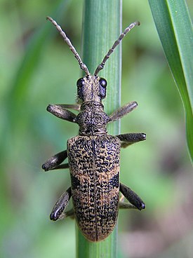 Lehtikantojäärä (Rhagium mordax)