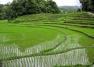 Campi di riso vicino a Chiang Mai