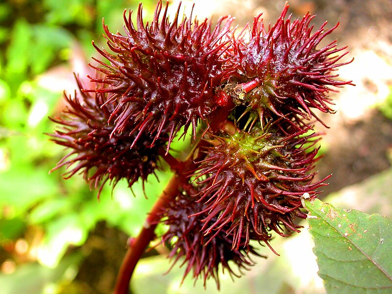 File:Ricinus communis (Ricin 2).jpg