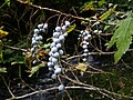 Ripened fruit on Kaien Island.