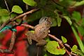Romer's Tree Frog (Liuixalus romeri) 盧氏小樹蛙4.jpg