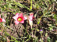 Romulea exima