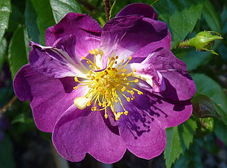 'Veilchenblau' Rosa 'Veilchenblau' J1.jpg