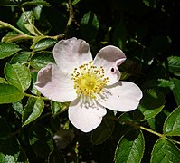 Rosa subcollina inflorescence (03).jpg